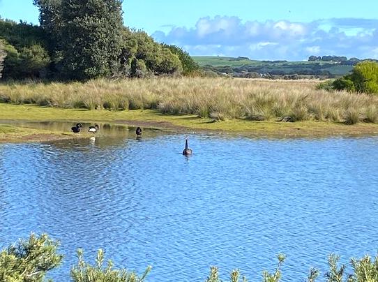 Discovering Birdwatching on the Swan Lake Trail