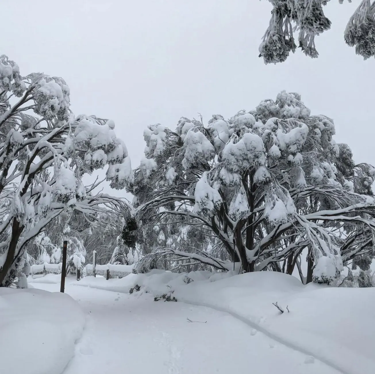 Mt Baw Baw